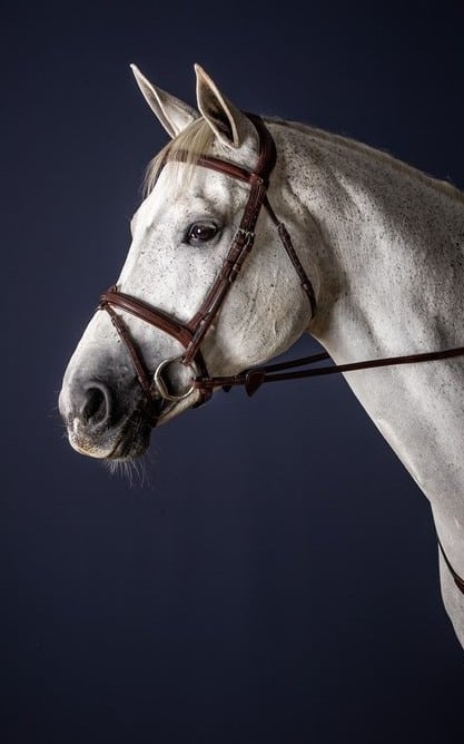 Вуздечка з комбінованим капсюлем Flash Noseband від Dyon Вуздечка з комбінованим капсюлем Flash Noseband від Dyon
