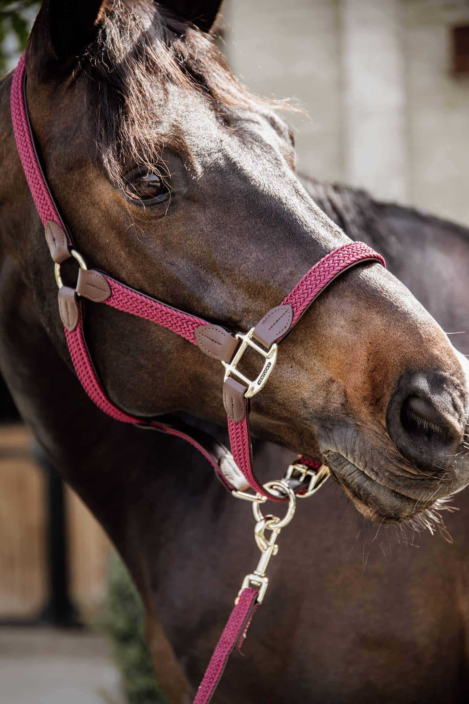 Недовуздок шкіряний Plaited Nylon від Kentucky+ Недовуздок шкіряний Plaited Nylon від Kentucky+