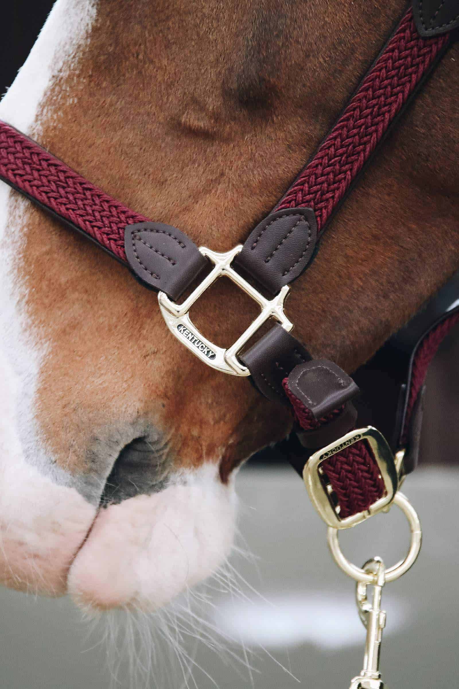 Недовуздок шкіряний Plaited Nylon від Kentucky+ Недовуздок шкіряний Plaited Nylon від Kentucky+
