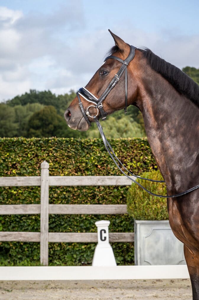 Ремінь потиличний Dressage від Dyon Ремінь потиличний Dressage від Dyon