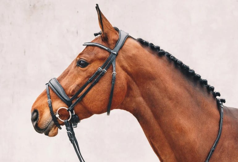 Вуздечка з комбінованим капсюлем Stanford від Schockemohle Вуздечка з комбінованим капсюлем Stanford від Schockemohle