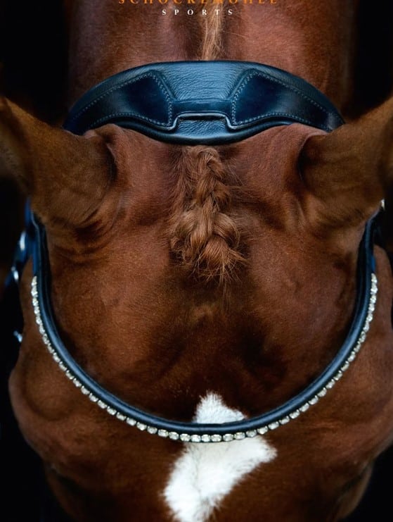 Вуздечка з комбінованим капсюлем Stanford від Schockemohle Вуздечка з комбінованим капсюлем Stanford від Schockemohle