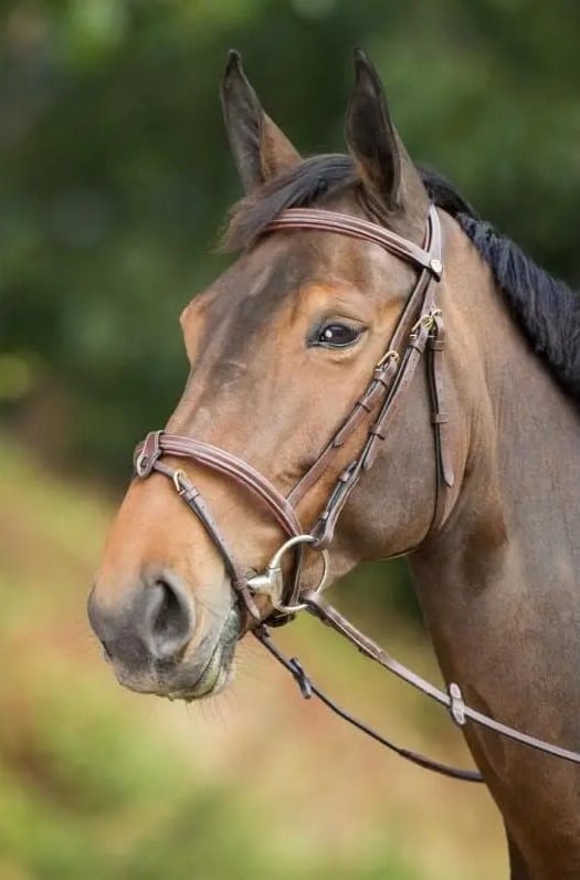 Вуздечка з комбінованим капсюлем Anatomic з гумовим повіддям від HFI Вуздечка з комбінованим капсюлем Anatomic з гумовим повіддям від HFI