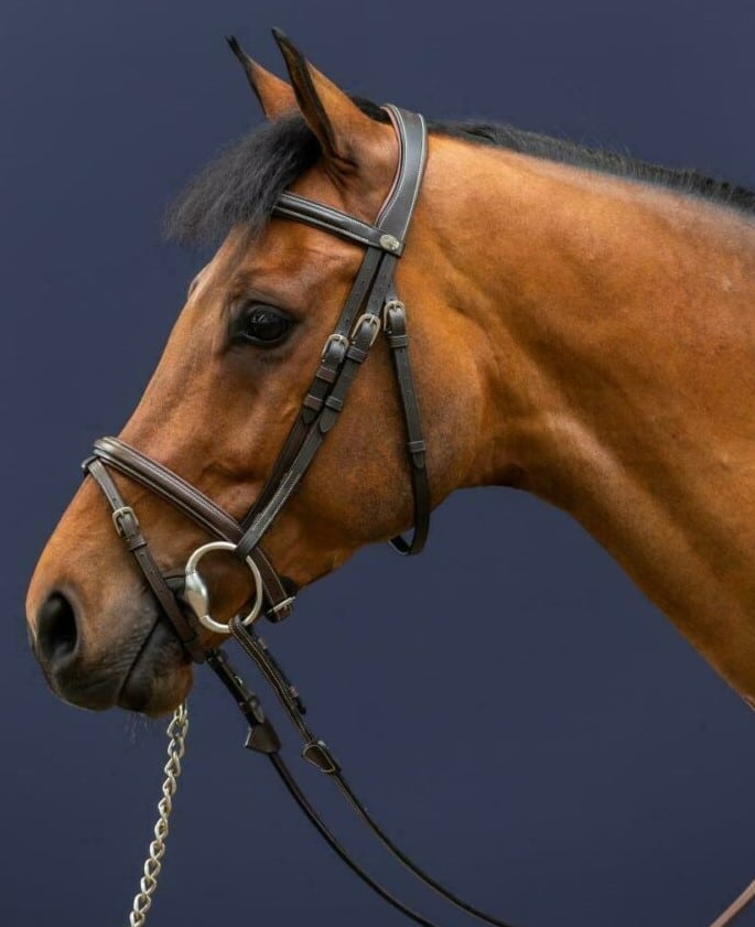 Вуздечка з комбінованим капсюлем Flash Noseband від Dyon Вуздечка з комбінованим капсюлем Flash Noseband від Dyon