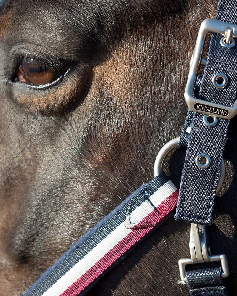 Недовуздок з флісом Classic від Kingsland Недовуздок з флісом Classic від Kingsland