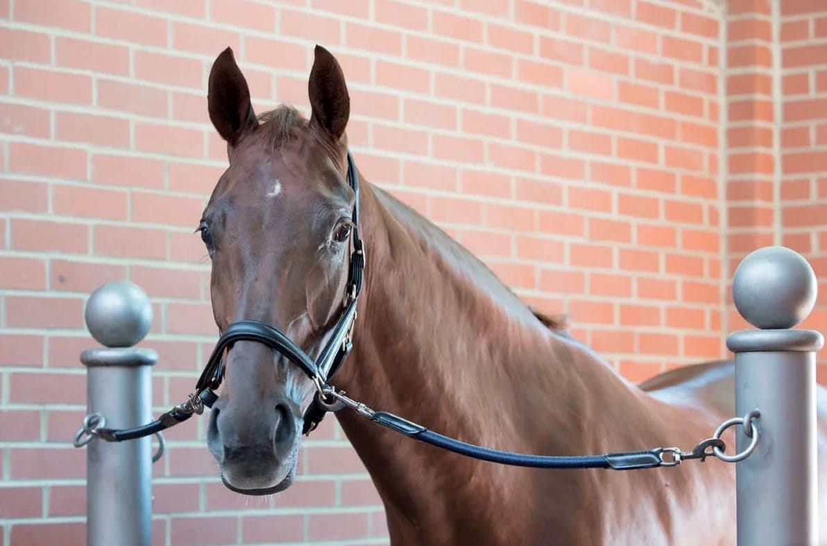 Разв'язка Bungie від LeMieux Разв'язка Bungie від LeMieux