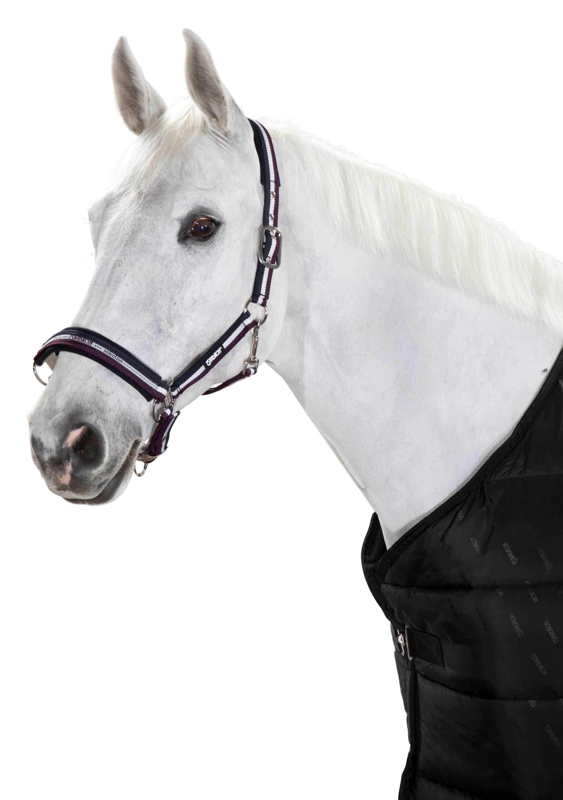 Недовуздок з неопреном Pin Buckle Basics від Eskadron Недовуздок з неопреном Pin Buckle Basics від Eskadron