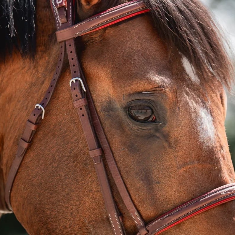 Вуздечка з комбінованим капсюлем Anatomic від CWD Вуздечка з комбінованим капсюлем Anatomic від CWD