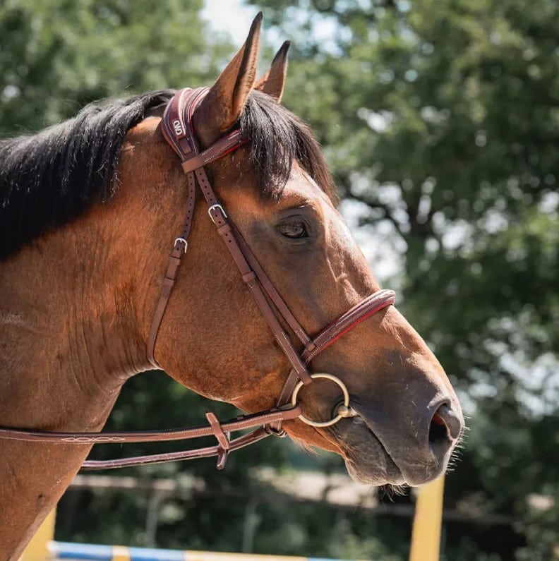 Вуздечка з комбінованим капсюлем Anatomic від CWD Вуздечка з комбінованим капсюлем Anatomic від CWD