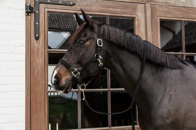 Чумбур/повідок Plaited Nylon від Kentucky Чумбур/повідок Plaited Nylon від Kentucky