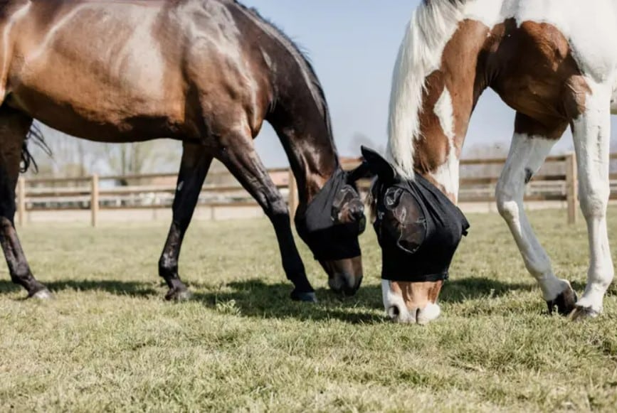 пометила Маска антимоскітна Slim Fit від Kentucky пометила Маска антимоскітна Slim Fit від Kentucky