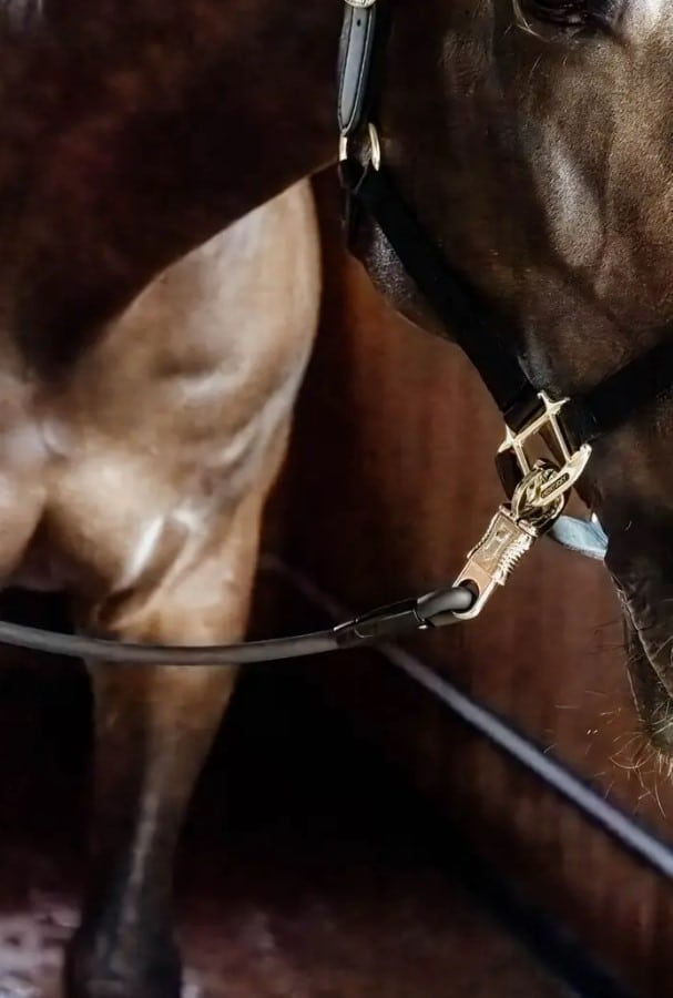 Разв'язка Horse Box & Cross Ties від Kentucky Разв'язка Horse Box & Cross Ties від Kentucky