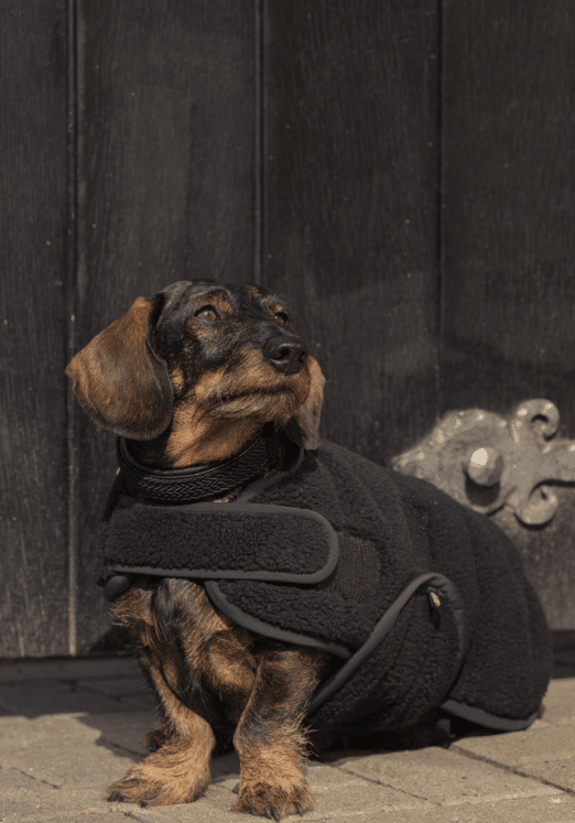 Попона для собаки Teddy Heritage 2024-25 від Eskadron Попона для собаки Teddy Heritage 2024-25 від Eskadron