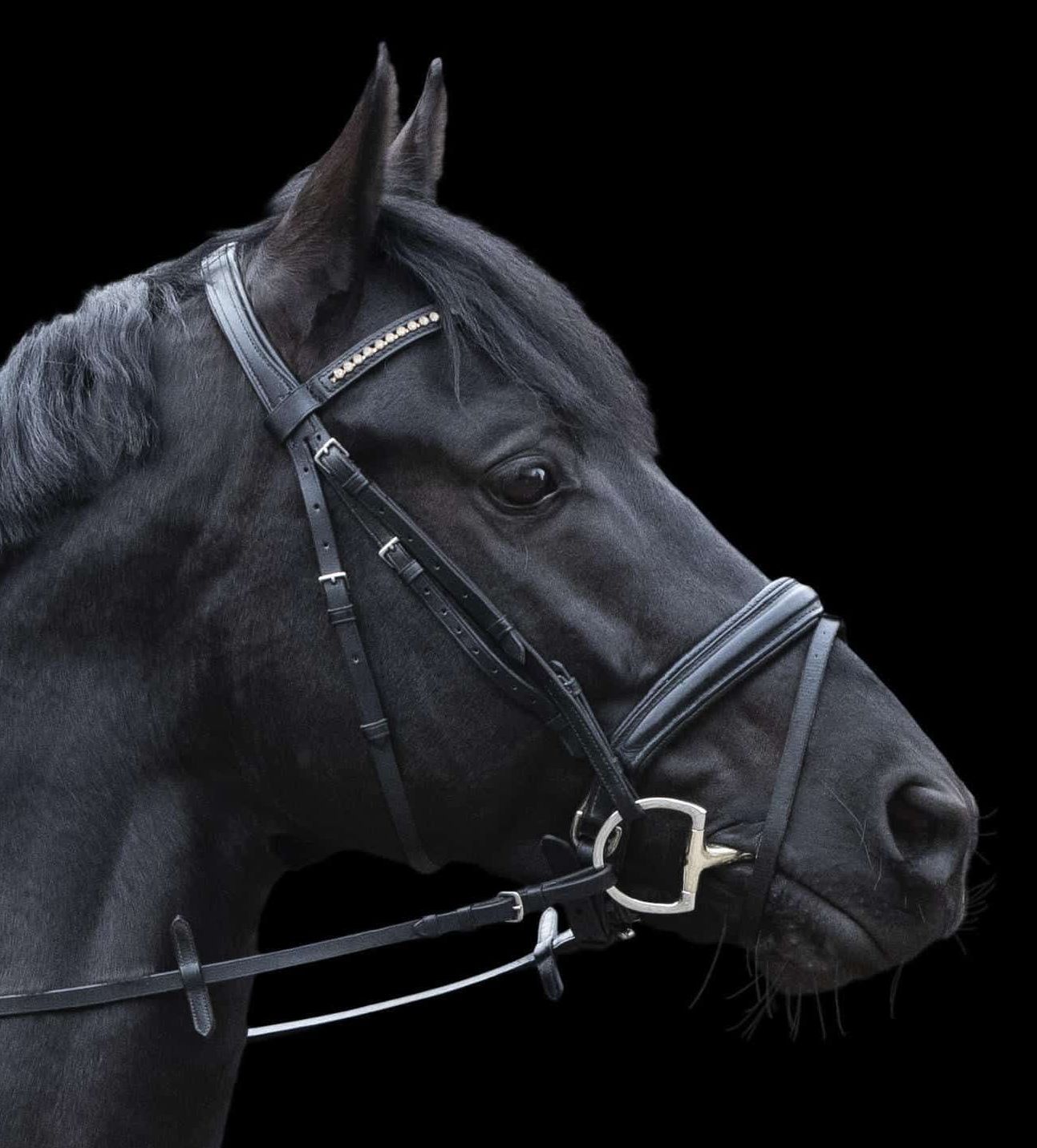 Трензель з D-подібними кільцями та вісімкою Dynamic RS, товщина 14 мм від Sprenger Трензель з D-подібними кільцями та вісімкою Dynamic RS, товщина 14 мм від Sprenger