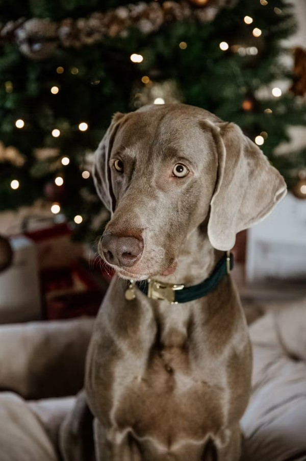 Нашийник для собаки Corduroy від Kentucky Нашийник для собаки Corduroy від Kentucky