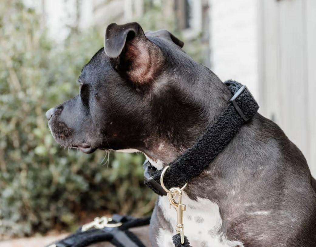 Нашийник для собаки Teddy Fleece від Kentucky Нашийник для собаки Teddy Fleece від Kentucky