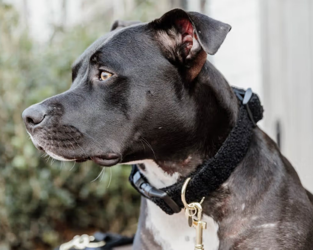 Нашийник для собаки Teddy Fleece від Kentucky Нашийник для собаки Teddy Fleece від Kentucky