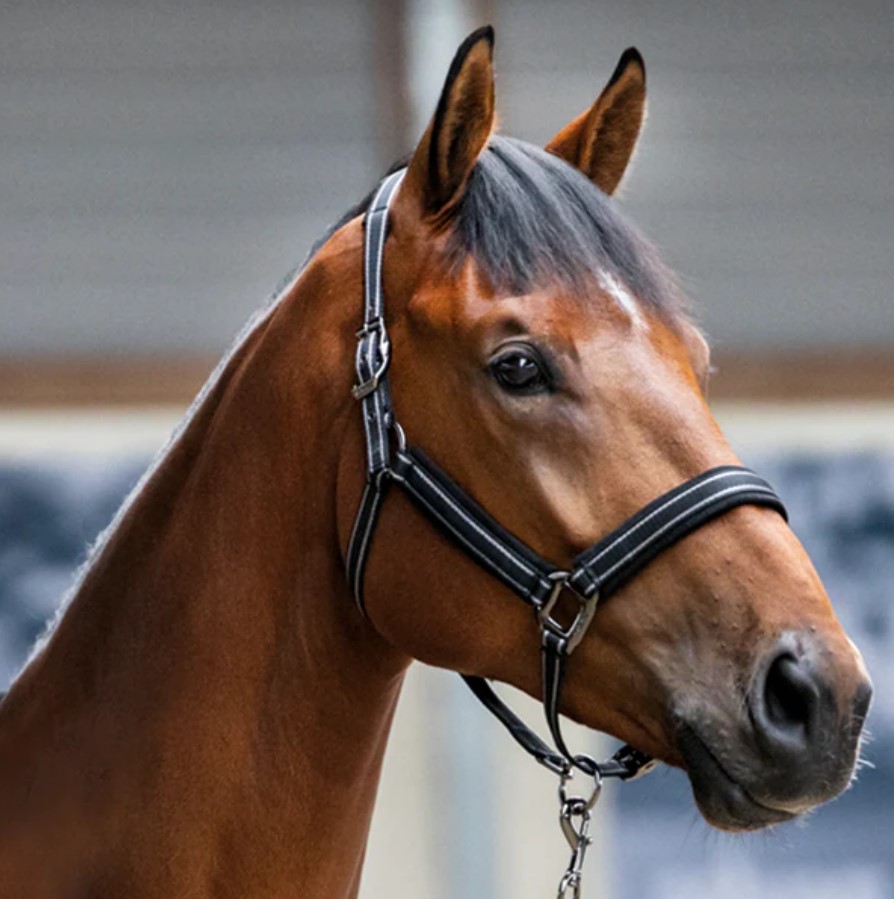 Недовуздок з флісом + чумбур Mona від Kingsland Недовуздок з флісом + чумбур Mona від Kingsland