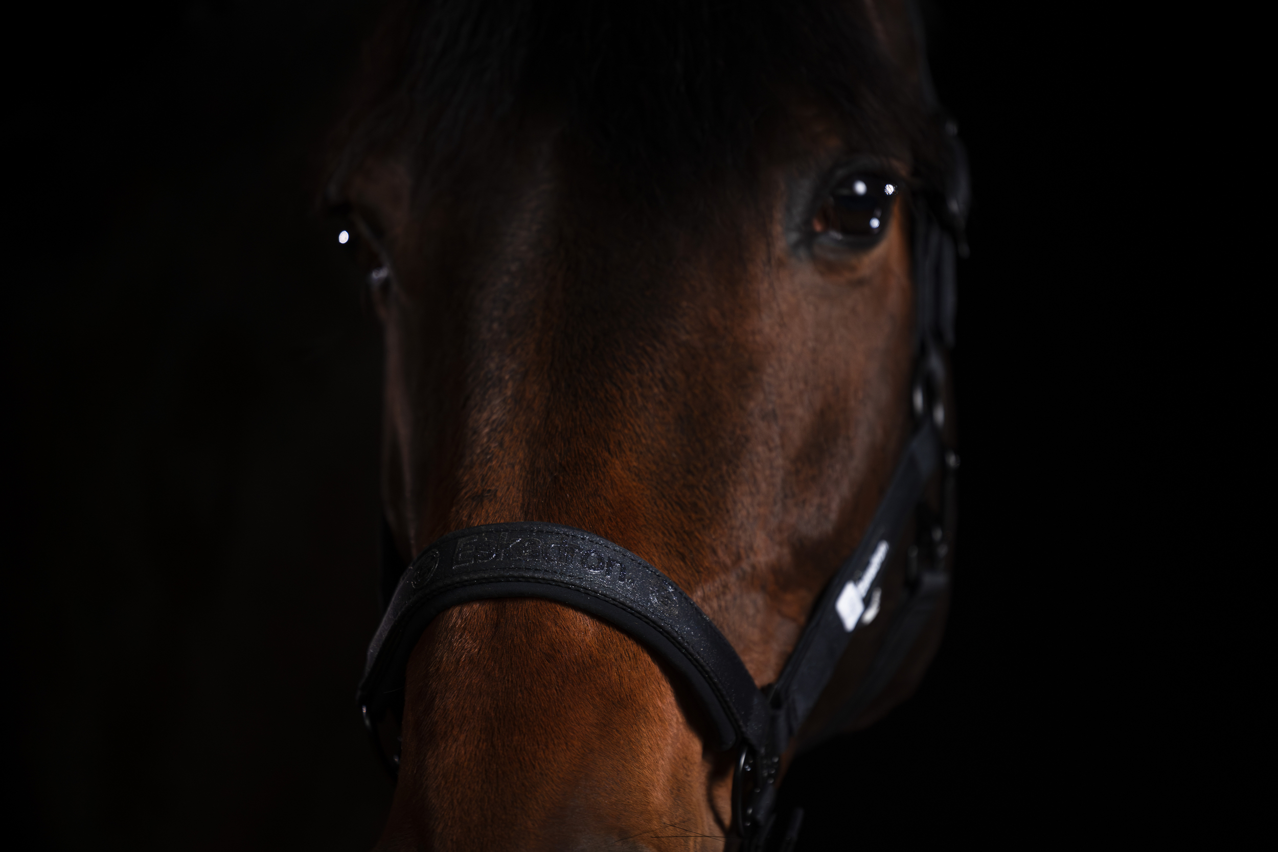 Недовуздок з неопреном Sparkle Double Pin Dynamic A/W 2025 від Eskadron Недовуздок з неопреном Sparkle Double Pin Dynamic A/W 2025 від Eskadron