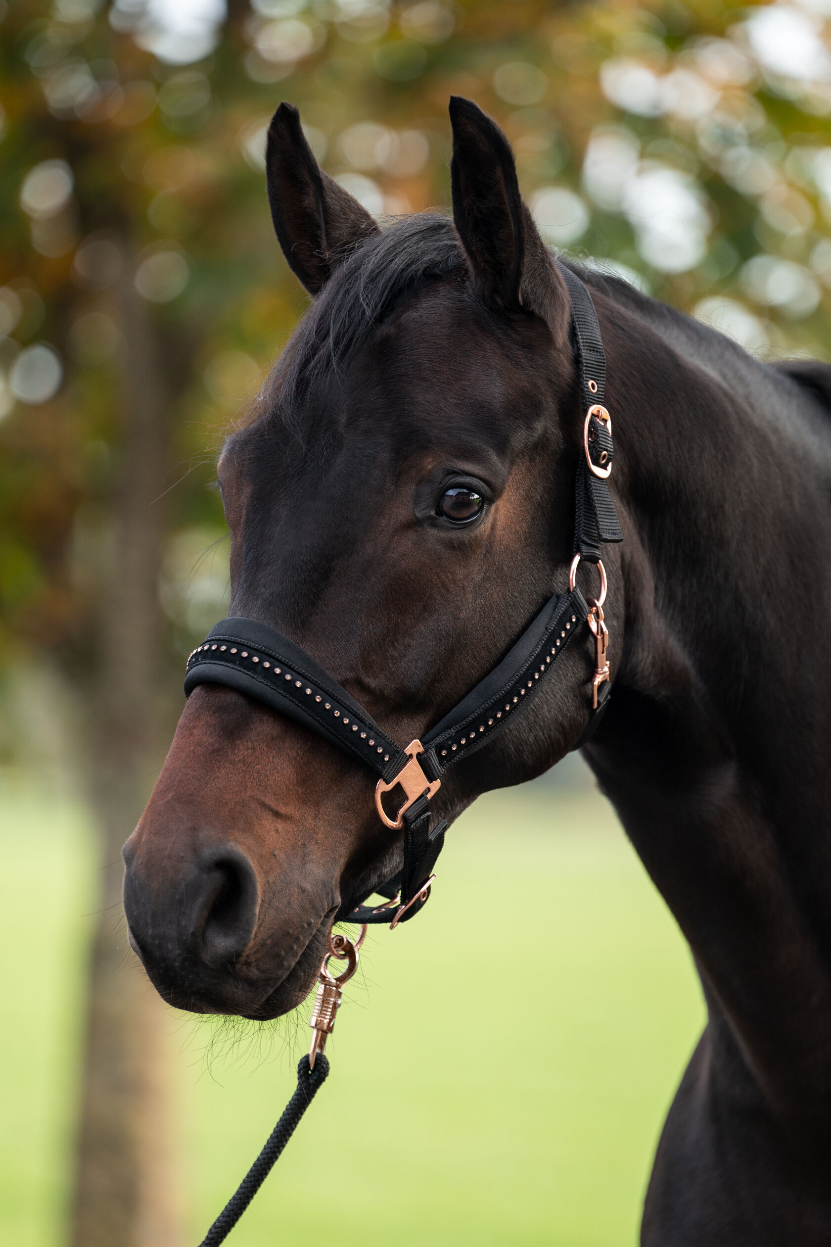 Недовуздок з флісом Berry від HKM Недовуздок з флісом Berry від HKM